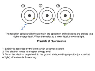 The radiation collides with the atoms in the specimen and electrons are excited to a higher energy level. When they relax to a lower level, they emit light.  Principle of Fluorescence   1. Energy is absorbed by the atom which becomes excited. 2. The electron jumps to a higher energy level. 3. Soon, the electron drops back to the ground state, emitting a photon (or a packet of light) - the atom is fluorescing.  