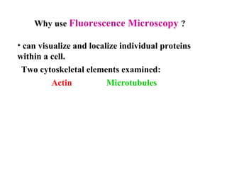 Two cytoskeletal elements examined: Why use  Fluorescence Microscopy   ? can visualize and localize individual proteins  within a cell.  Actin Microtubules 