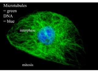 Microtubules  = green DNA = blue interphase mitosis 