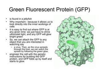Green Fluorescent Protein (GFP) is found in a jellyfish  Why important - because it allows us to look directly into the inner workings of cells  It is easy to find out where GFP is at any given time: we just have to shine ultraviolet light, and any GFP will glow bright green  So, we can attach the GFP to any object that you are interested in watching say a virus. Then, as the virus spreads through the host, we can watch the spread by following the green glow.  engineer the cell with the genetic instructions for building the GFP protein, and GFP folds up by itself and starts to glow.  