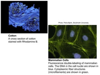 Cotton A cross section of cotton stained with Rhodamine B.  Mammalian Cells Fluorescence double-labeling of mammalian cells. The DNA in the cell nuclei are shown in blue. Cytoplasmic fiber structures (microfilaments) are shown in green.  Photo: Petra Björk, Stockholm University   