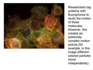 Researchers tag proteins with fluorophores to study the motion of these molecules. However, this creates an extremely complex motion picture (for example, in this image different colored particles move independently) 