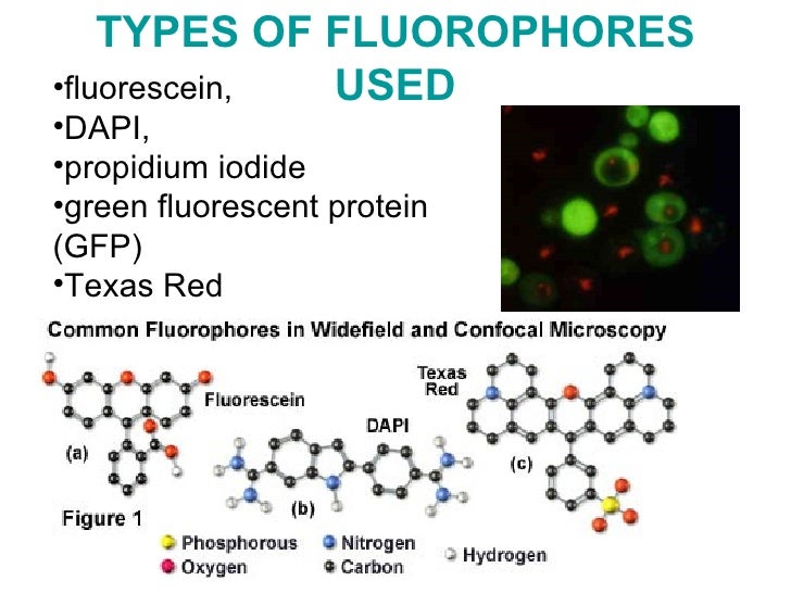 Fluorescence Microscopy