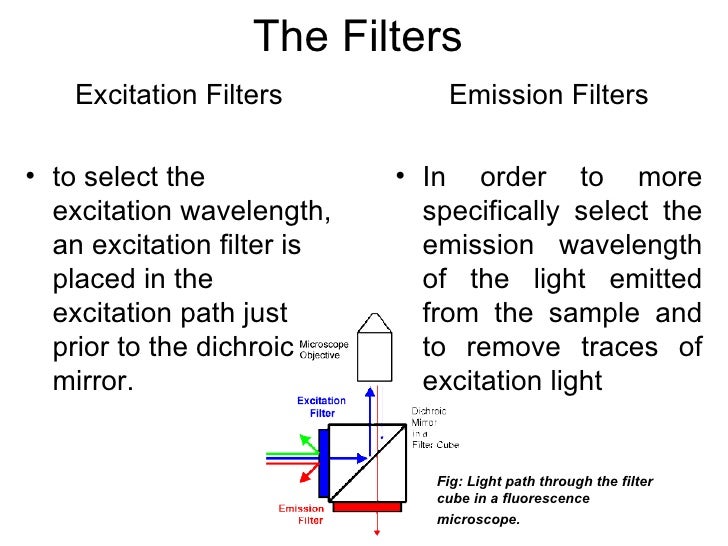Fluorescence Microscopy