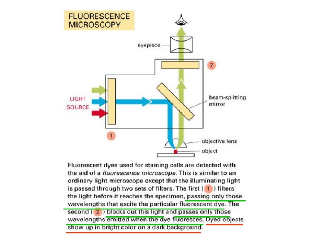 Fluorescence Microscopy