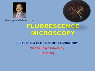 DROSOPHILA CYTOGENETICS LABORATORY
Vinoba Bhave University
Hazaribag
kishore_gupta30@yahoo.com
 