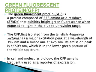  The green fluorescent protein (GFP) is
a protein composed of 238 amino acid residues
(27kDa) that exhibits bright green fluorescence when
exposed to light in the blue to ultraviolet range.
 The GFP,first isolated from the jellyfish Aequorea
victoria has a major excitation peak at a wavelength of
395 nm and a minor one at 475 nm. Its emission peak
is at 509 nm, which is in the lower green portion of
the visible spectrum.
 In cell and molecular biology, the GFP gene is
frequently used as a reporter of expression.
 