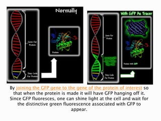 By joining the GFP gene to the gene of the protein of interest so
that when the protein is made it will have GFP hanging off it.
Since GFP fluoresces, one can shine light at the cell and wait for
the distinctive green fluorescence associated with GFP to
appear.
 