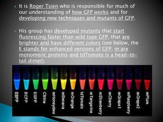  It is Roger Tsien who is responsible for much of
our understanding of how GFP works and for
developing new techniques and mutants of GFP.
 His group has developed mutants that start
fluorescing faster than wild type GFP, that are
brighter and have different colors (see below, the
E stands for enhanced versions of GFP, m are
monomeric proteins and tdTomato is a head-to-
tail dimer).
 