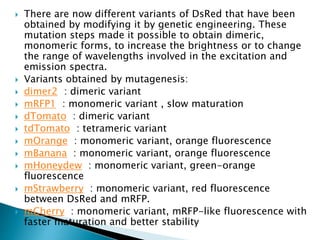  There are now different variants of DsRed that have been
obtained by modifying it by genetic engineering. These
mutation steps made it possible to obtain dimeric,
monomeric forms, to increase the brightness or to change
the range of wavelengths involved in the excitation and
emission spectra.
 Variants obtained by mutagenesis:
 dimer2 : dimeric variant
 mRFP1 : monomeric variant , slow maturation
 dTomato : dimeric variant
 tdTomato : tetrameric variant
 mOrange : monomeric variant, orange fluorescence
 mBanana : monomeric variant, orange fluorescence
 mHoneydew : monomeric variant, green-orange
fluorescence
 mStrawberry : monomeric variant, red fluorescence
between DsRed and mRFP.
 mCherry : monomeric variant, mRFP-like fluorescence with
faster maturation and better stability
 