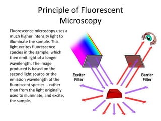 Principle of Fluorescent
Microscopy
Fluorescence microscopy uses a
much higher intensity light to
illuminate the sample. This
light excites fluorescence
species in the sample, which
then emit light of a longer
wavelength. The image
produced is based on the
second light source or the
emission wavelength of the
fluorescent species -- rather
than from the light originally
used to illuminate, and excite,
the sample.
 