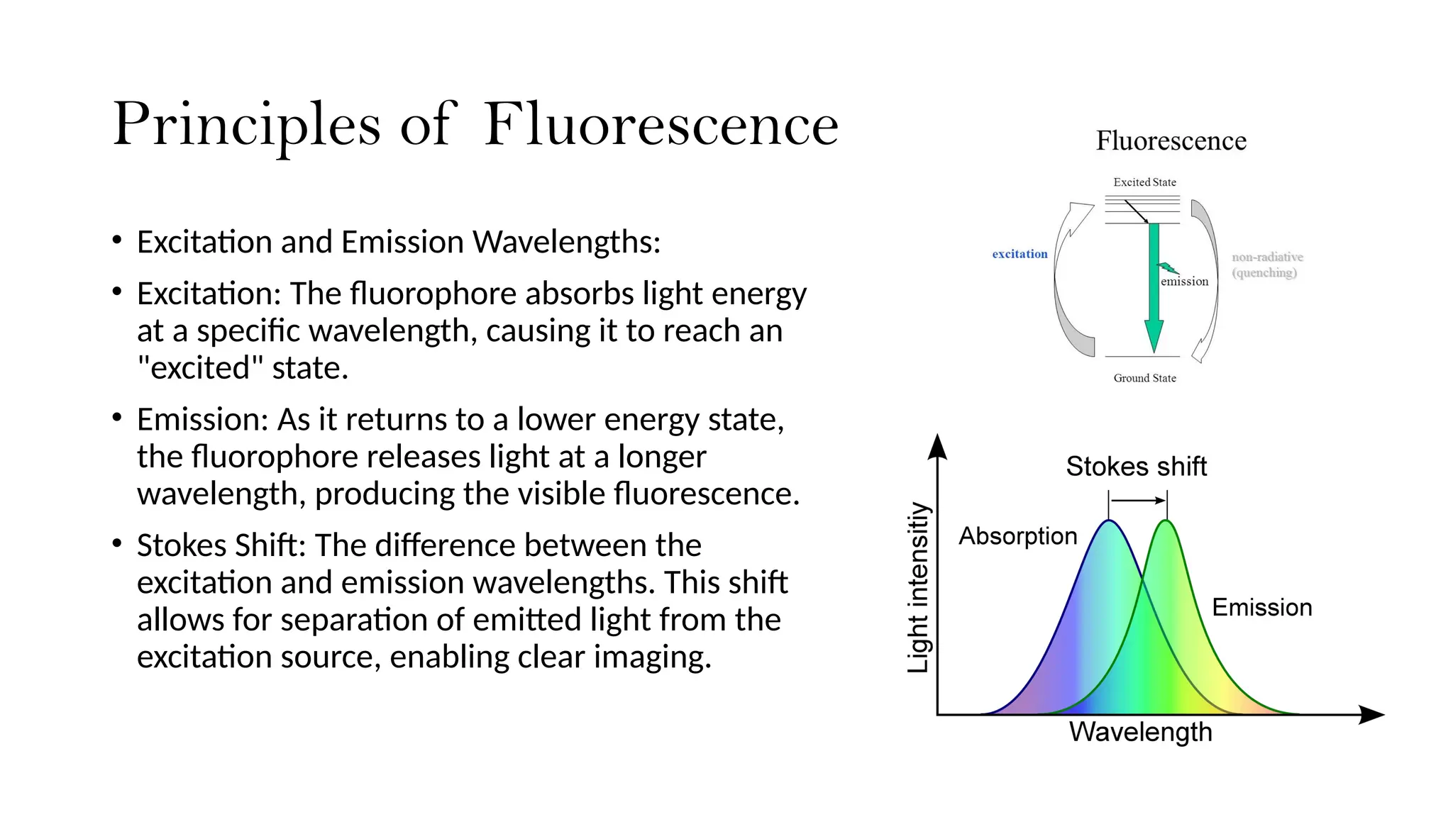 Principles of Fluorescence
• Excitation and Emission Wavelengths:
• Excitation: The fluorophore absorbs light energy
at a specific wavelength, causing it to reach an
"excited" state.
• Emission: As it returns to a lower energy state,
the fluorophore releases light at a longer
wavelength, producing the visible fluorescence.
• Stokes Shift: The difference between the
excitation and emission wavelengths. This shift
allows for separation of emitted light from the
excitation source, enabling clear imaging.
 
