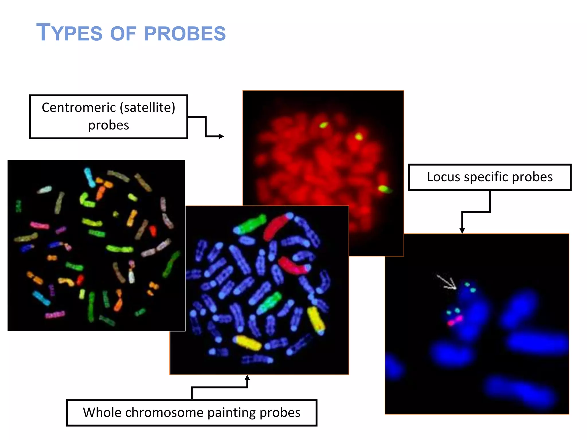 Fluorescent in situ hybridization technique | PPTX | Biological
