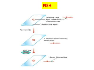 Fluorescent in situ hybridization technique | PPTX