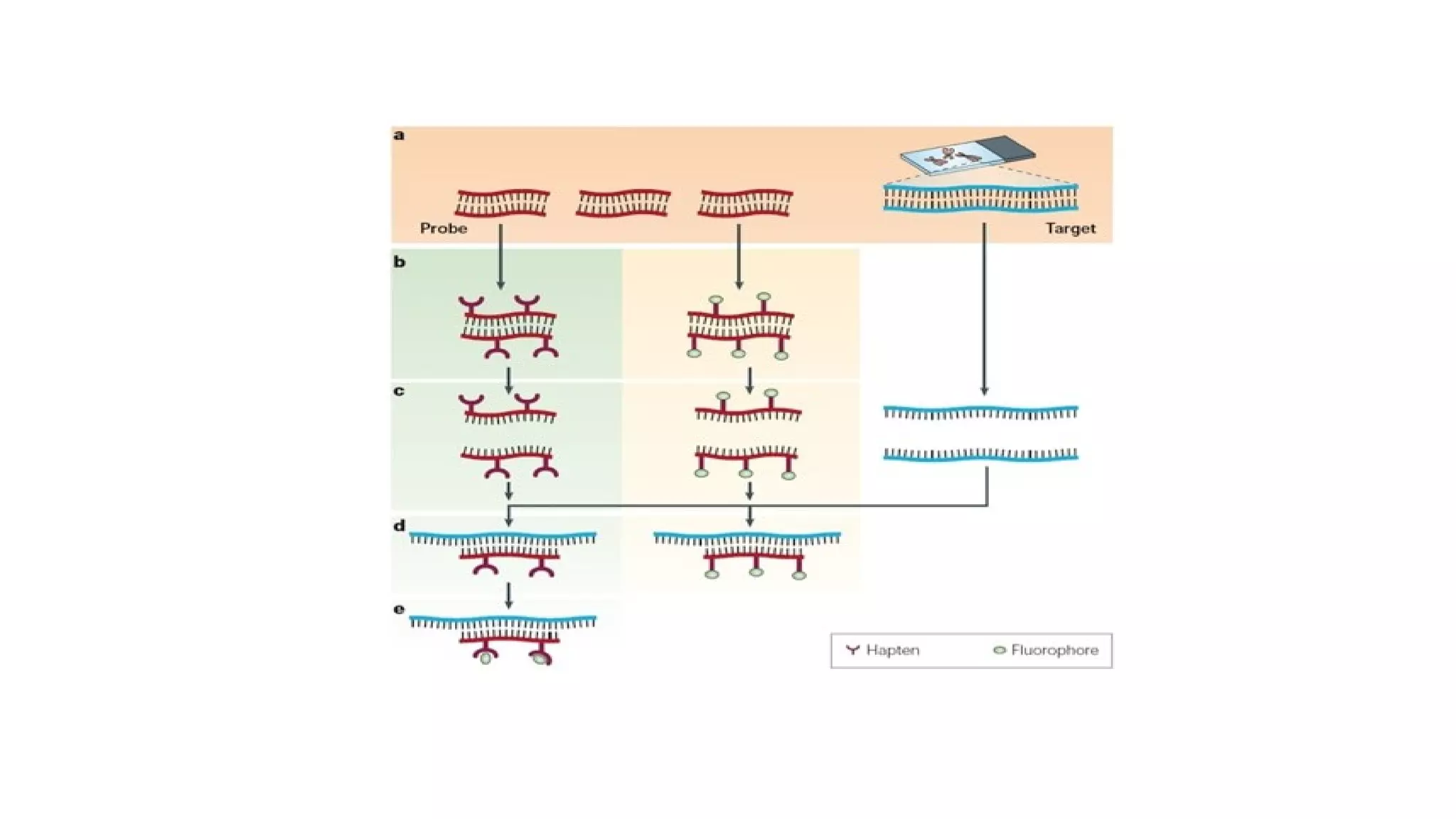 Fluorescent in situ hybridization PPT