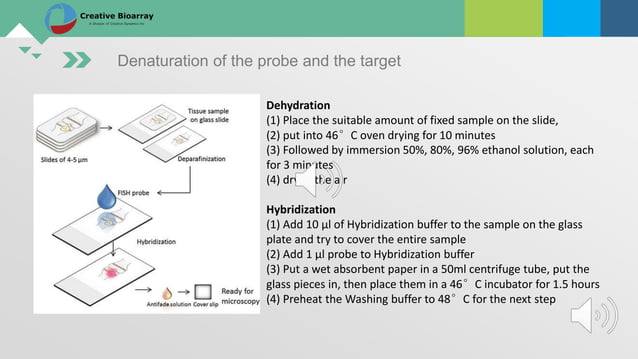 Fluorescent in situ hybridization (fish) assay | PPTX