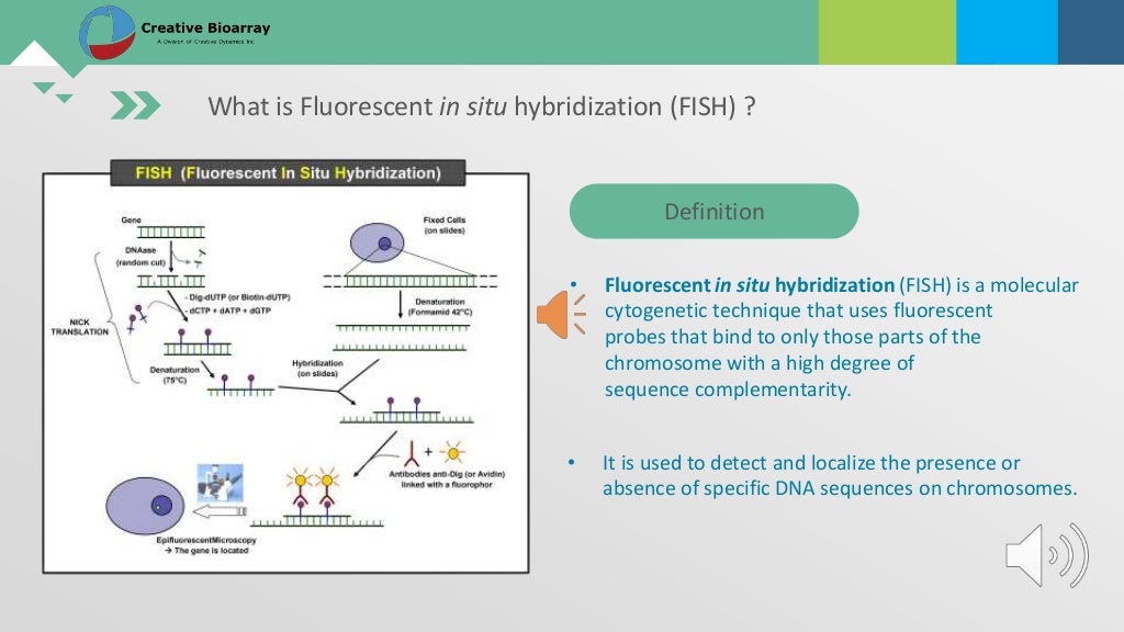 Fluorescent in situ hybridization (fish) assay
