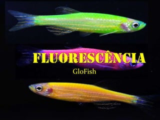 GloFish
 