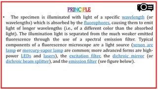 PRINCIPLE
• The specimen is illuminated with light of a specific wavelength (or
wavelengths) which is absorbed by the fluorophores, causing them to emit
light of longer wavelengths (i.e., of a different color than the absorbed
light). The illumination light is separated from the much weaker emitted
fluorescence through the use of a spectral emission filter. Typical
components of a fluorescence microscope are a light source (xenon arc
lamp or mercury-vapor lamp are common; more advanced forms are high-
power LEDs and lasers), the excitation filter, the dichroic mirror (or
dichroic beam splitter), and the emission filter (see figure below).
 