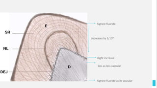 • highest fluoride
• decreases by 1/10th
• slight increase
• less as less vascular
• highest fluoride as its vascular
 