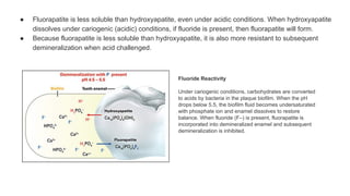 ● Fluorapatite is less soluble than hydroxyapatite, even under acidic conditions. When hydroxyapatite
dissolves under cariogenic (acidic) conditions, if fluoride is present, then fluorapatite will form.
● Because fluorapatite is less soluble than hydroxyapatite, it is also more resistant to subsequent
demineralization when acid challenged.
Fluoride Reactivity
Under cariogenic conditions, carbohydrates are converted
to acids by bacteria in the plaque biofilm. When the pH
drops below 5.5, the biofilm fluid becomes undersaturated
with phosphate ion and enamel dissolves to restore
balance. When fluoride (F–) is present, fluorapatite is
incorporated into demineralized enamel and subsequent
demineralization is inhibited.
 