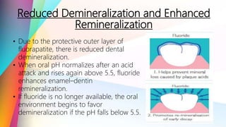 Reduced Demineralization and Enhanced
Remineralization
11
• Due to the protective outer layer of
fluorapatite, there is reduced dental
demineralization.
• When oral pH normalizes after an acid
attack and rises again above 5.5, fluoride
enhances enamel–dentin
remineralization.
• If fluoride is no longer available, the oral
environment begins to favor
demineralization if the pH falls below 5.5.
 