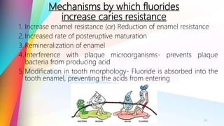 Mechanisms by which fluorides
increase caries resistance
1. Increase enamel resistance (or) Reduction of enamel resistance
2. Increased rate of posteruptive maturation
3. Remineralization of enamel
4. Interference with plaque microorganisms- prevents plaque
bacteria from producing acid
5. Modification in tooth morphology- Fluoride is absorbed into the
tooth enamel, preventing the acids from entering
12
 