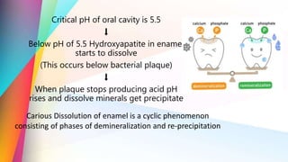Critical pH of oral cavity is 5.5
⬇️
Below pH of 5.5 Hydroxyapatite in enamel
starts to dissolve
(This occurs below bacterial plaque)
⬇️
When plaque stops producing acid pH
rises and dissolve minerals get precipitate
Carious Dissolution of enamel is a cyclic phenomenon
consisting of phases of demineralization and re-precipitation
 