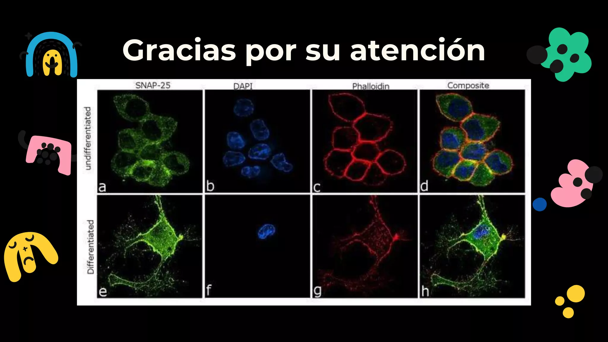 Gracias por su atención