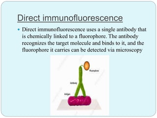 Direct immunofluorescence
 Direct immunofluorescence uses a single antibody that
is chemically linked to a fluorophore. The antibody
recognizes the target molecule and binds to it, and the
fluorophore it carries can be detected via microscopy
 
