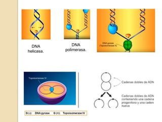 DNA
helicasa.
DNA
polimerasa.
 