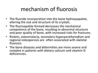 mechanism of fluorosis
• The fluoride incorporation into the bone hydroxyapatite,
altering the size and structure of its crystals.
• The fluoroapatite formed decreases the mechanical
competence of the bone, resulting in abnormal structure
and poor quality of bone, with increased risks for fractures.
• Rickets, osteomalacia, secondary hyperparathyrodism and
regional osteoporosis are often associated with skeletal
fluorosis.
• The bone diseases and deformities are more severe and
complex in patients with dietary calcium and vitamin-D
deficiencies.
 