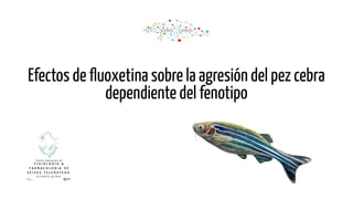 Efectos de fluoxetina sobre la agresión del pez cebra
dependiente del fenotipo
 