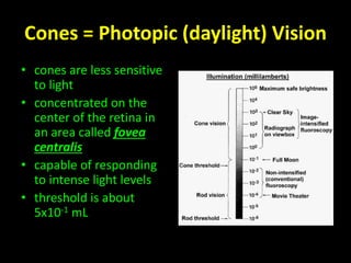 Cones = Photopic (daylight) Vision 
• cones are less sensitive 
to light 
• concentrated on the 
center of the retina in 
an area called fovea 
centralis 
• capable of responding 
to intense light levels 
• threshold is about 
5x10-1 mL 
 