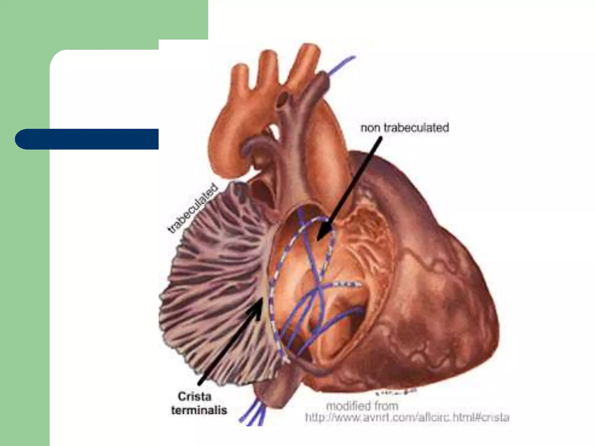 Flutter Ablation 2018 PPT