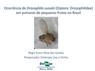 Ocorrência de Drosophila suzukii (Diptera: Drosophilidae) em pomares de pequenos frutos no Brasil 
Regis Sivori Silva dos Santos 
Pesquisador Embrapa Uva e Vinho  