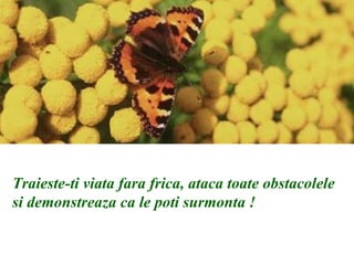 Traieste-ti viata fara frica, ataca toate obstacolele si demonstreaza ca le poti surmonta !  