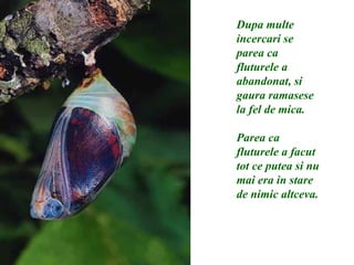 Dupa multe incercari se parea ca fluturele a abandonat, si gaura ramasese la fel de mica. Parea ca fluturele a facut tot ce putea si nu mai era in stare de nimic altceva. 