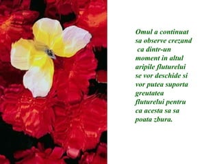 Omul a continuat sa observe crezand  ca dintr-un moment in altul aripile fluturelui se vor deschide si vor putea suporta greutatea fluturelui pentru ca acesta sa sa poata zbura. 