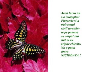 Acest lucru nu s-a intamplat! Fluturele si-a trait restul vietii tarandu-se pe pamant cu corpul sau slab si cu aripile chircite.  Nu a putut zbura NICIODATA !   