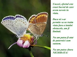 Uneori, efortul este exact lucrul de care avem nevoie in viata. Daca ni s-ar permite sa ne traim viata fara a intalni obstacole, am fi limitati.  Nu am putea fi atat de puternici cum suntem.  Nu am putea zbura NICIODATA! 