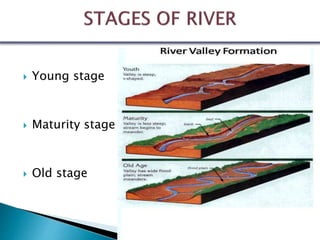  Young stage
 Maturity stage
 Old stage
 