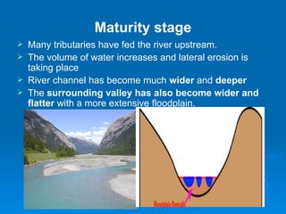 Maturity stage Many tributaries have fed the river upstream.  The volume of water increases and lateral erosion is taking place  River channel has become much  wider  and  deeper   The  surrounding valley has also become wider and flatter  with a more extensive floodplain. 