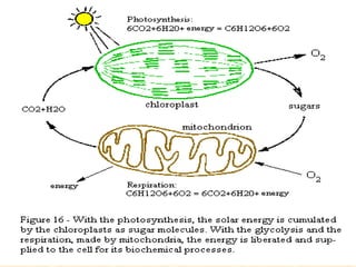 Reações Redox 
