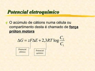 Potencial eletroquímico O acúmulo de cátions numa célula ou compartimento desta é chamado de  força próton motora Potencial elétrico Potencial químico 