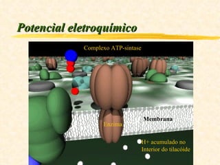 Potencial eletroquímico Complexo ATP-sintase H+ acumulado no Interior do tilacóide Membrana Enzima 