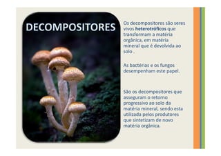 Os decompositores são seres
vivos heterotróficos que
transformam a matéria
orgânica, em matéria
mineral que é devolvida ao
solo .

As bactérias e os fungos
desempenham este papel.


São os decompositores que
asseguram o retorno
progressivo ao solo da
matéria mineral, sendo esta
utilizada pelos produtores
que sintetizam de novo
matéria orgânica.
 