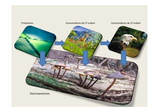 Produtores              Consumidores de 1ª ordem   Consumidores de 2ª ordem




       Decompositores
 