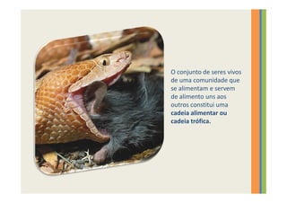 O conjunto de seres vivos
de uma comunidade que
se alimentam e servem
de alimento uns aos
outros constitui uma
cadeia alimentar ou
cadeia trófica.
 