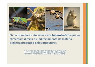 Os consumidores são seres vivos heterotróficos que se
alimentam directa ou indirectamente da matéria
orgânica produzida pelos produtores.
 